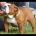 English Bulldog