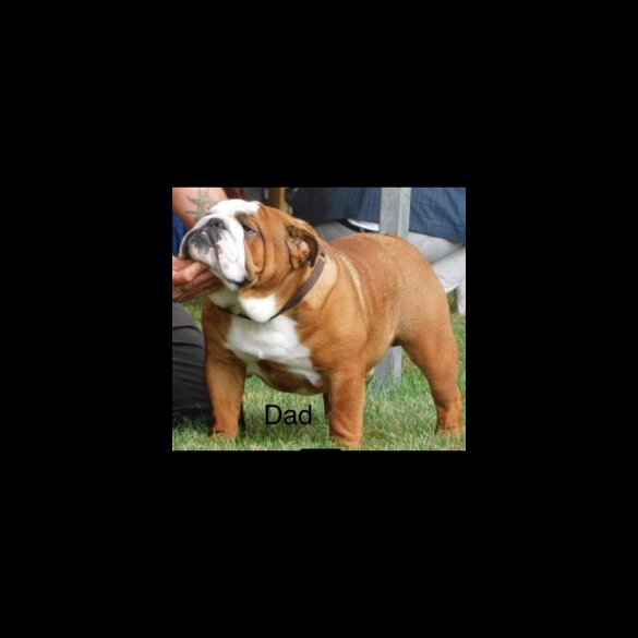 English Bulldog