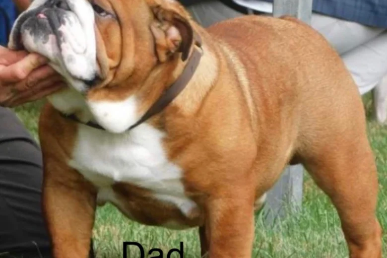 English Bulldog
