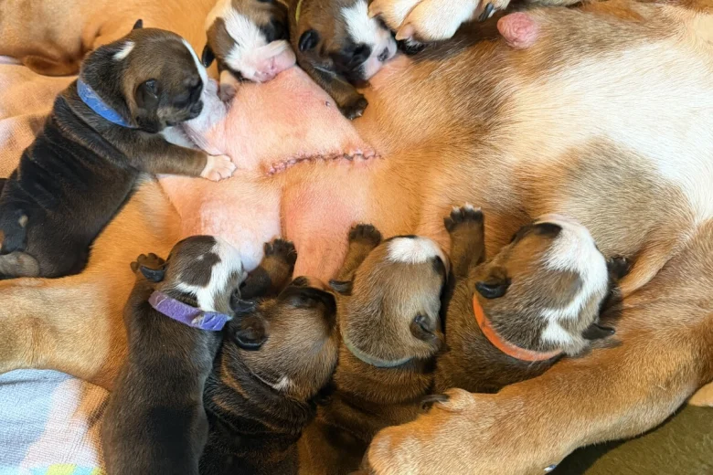 English Bulldog