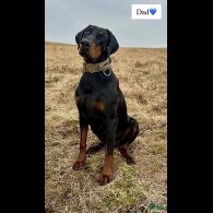 Doberman