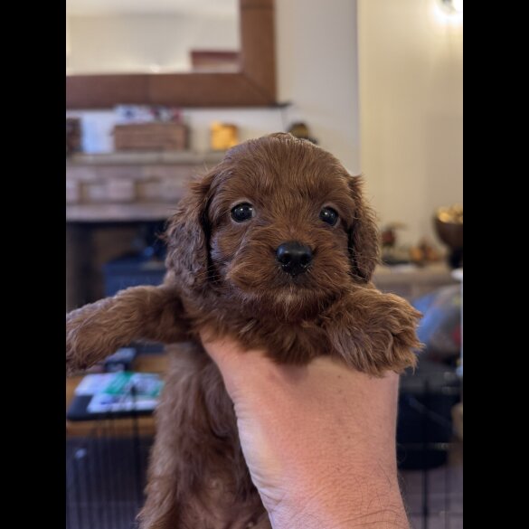 Cavapoo