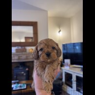 Cavapoo