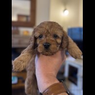 Cavapoo