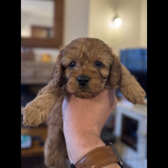 Cavapoo