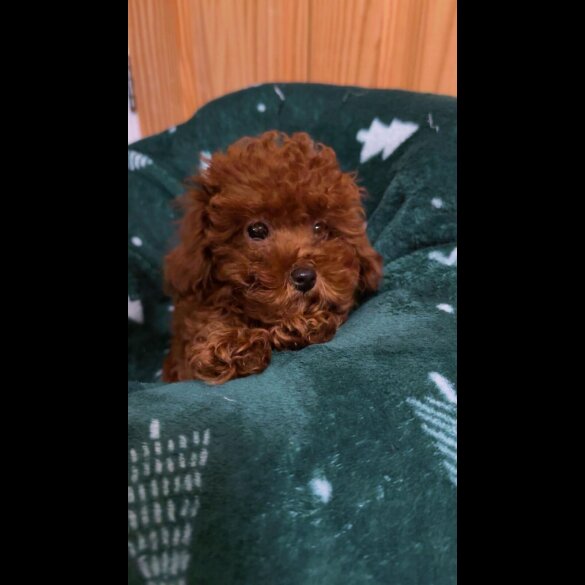 Toy Poodle