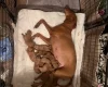 Hungarian Vizsla