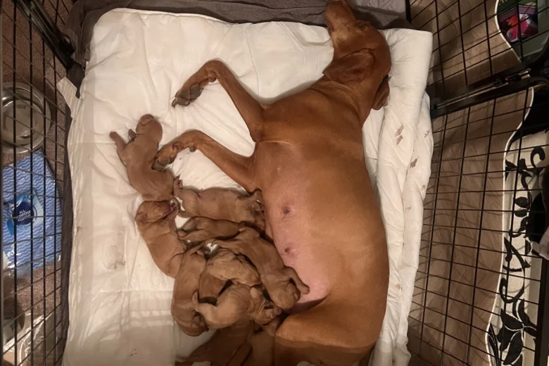 Hungarian Vizsla