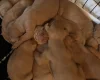Hungarian Vizsla