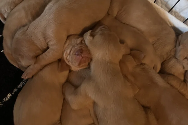 Hungarian Vizsla