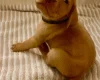 Hungarian Vizsla