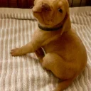 Hungarian Vizsla