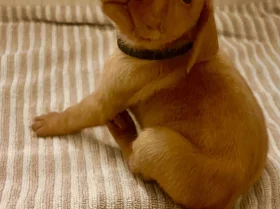 Hungarian Vizsla