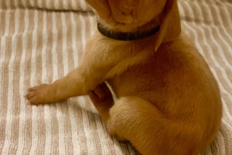 Hungarian Vizsla