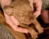 Hungarian Vizsla
