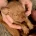 Hungarian Vizsla