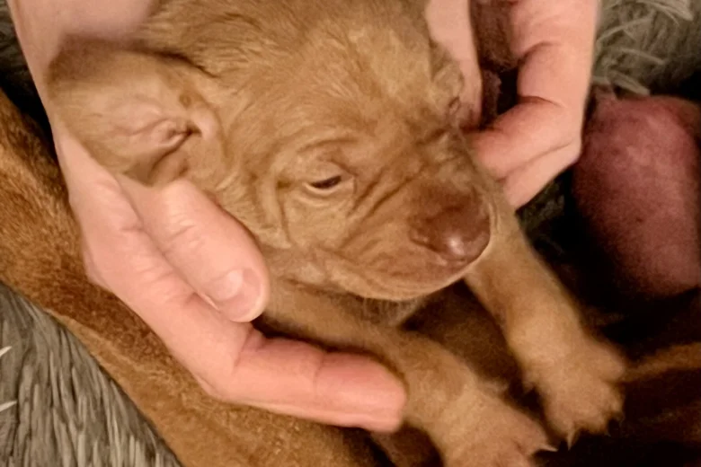 Hungarian Vizsla