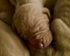 Hungarian Vizsla