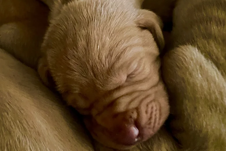 Hungarian Vizsla