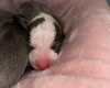 Whippet