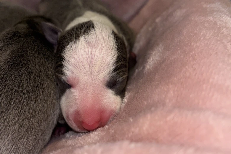 Whippet