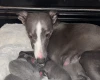 Whippet