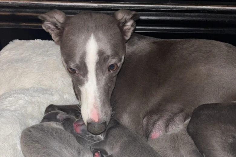 Whippet