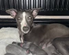 Whippet