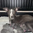 Whippet
