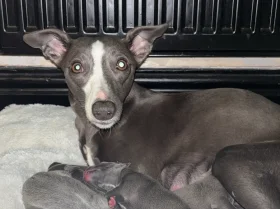 Whippet