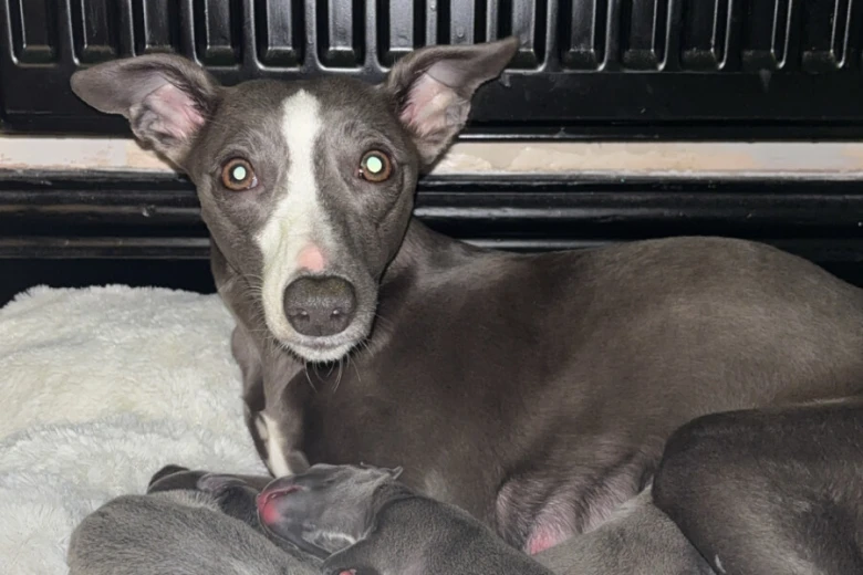 Whippet