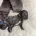 Whippet