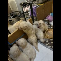 German Shepherd (Alsatian)