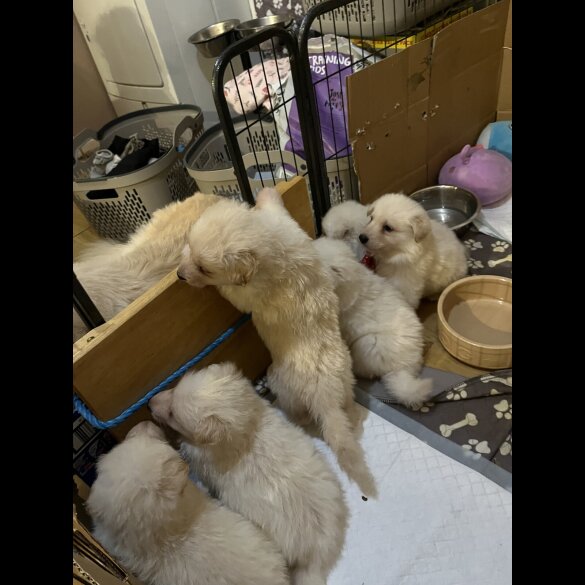 German Shepherd (Alsatian)