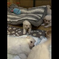 German Shepherd (Alsatian)