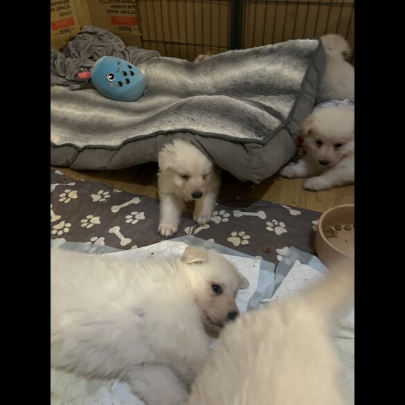 German Shepherd (Alsatian)