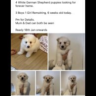 German Shepherd (Alsatian)