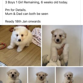 German Shepherd (Alsatian)