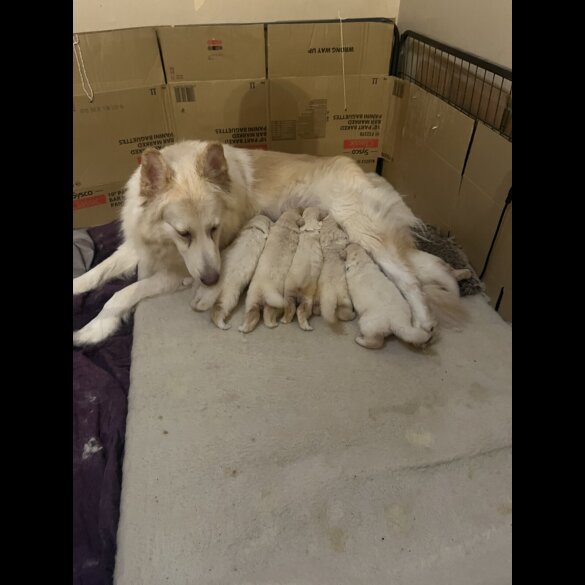 German Shepherd (Alsatian)