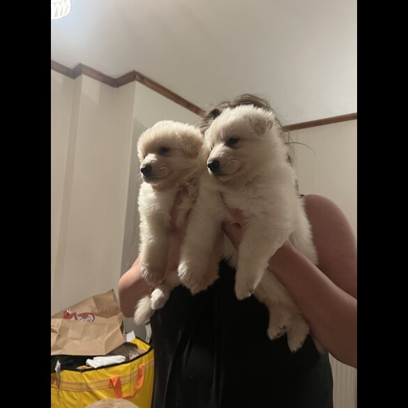 German Shepherd (Alsatian)