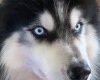 Siberian Husky