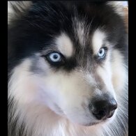 Siberian Husky