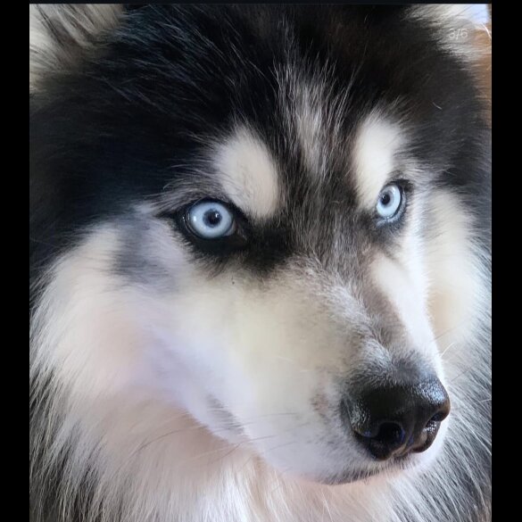 Siberian Husky