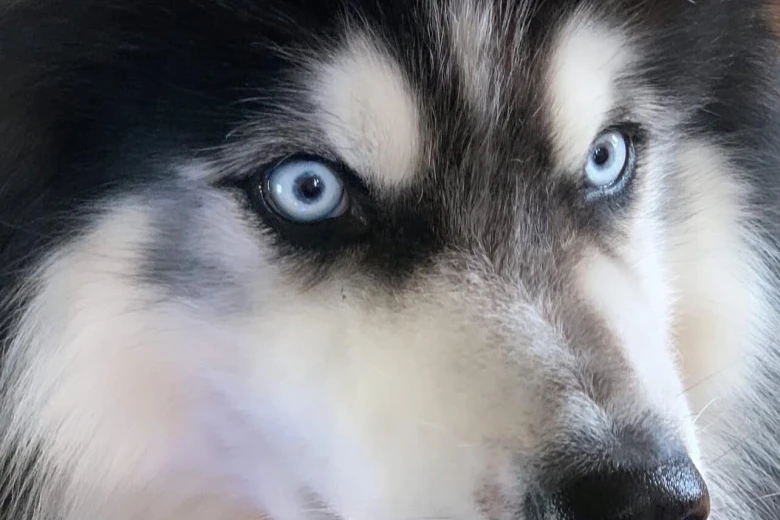 Siberian Husky