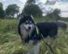 Siberian Husky