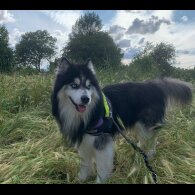 Siberian Husky