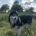 Siberian Husky
