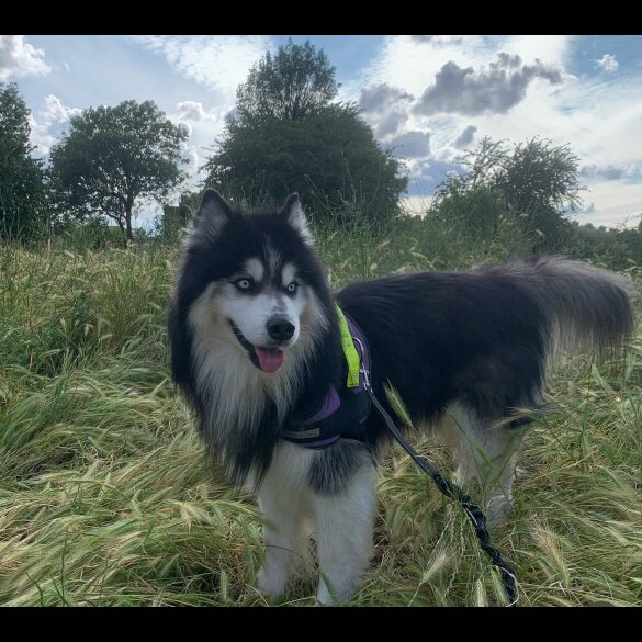 Siberian Husky