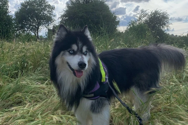 Siberian Husky
