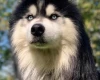 Siberian Husky